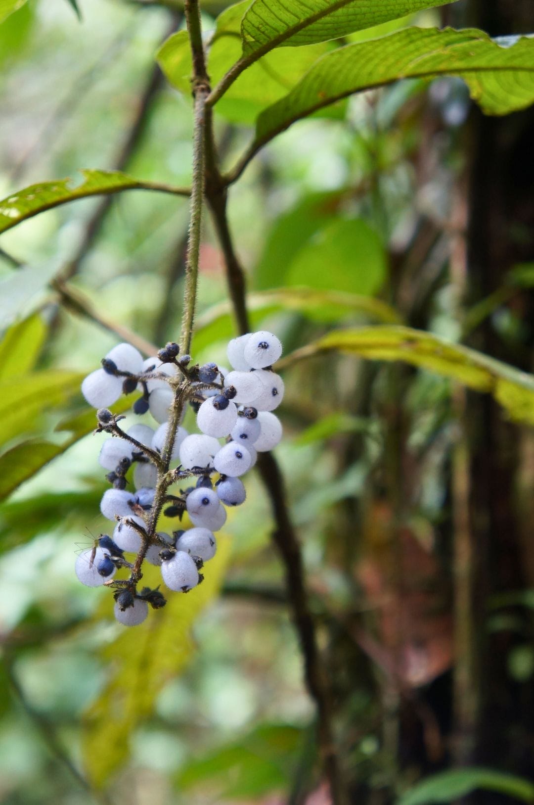 The Amazon: an unforgettable journey in Ecuador's rainforest!