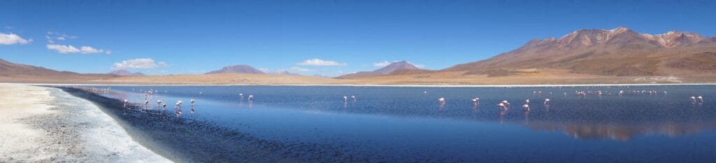 panoramic view of pink flamingos in a Sud Lipez lagoon