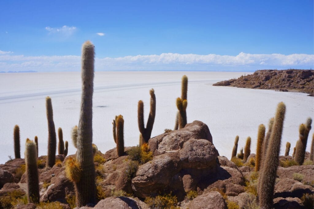 Isla Incahuasi ou île des cactus dans le salar de uyuni