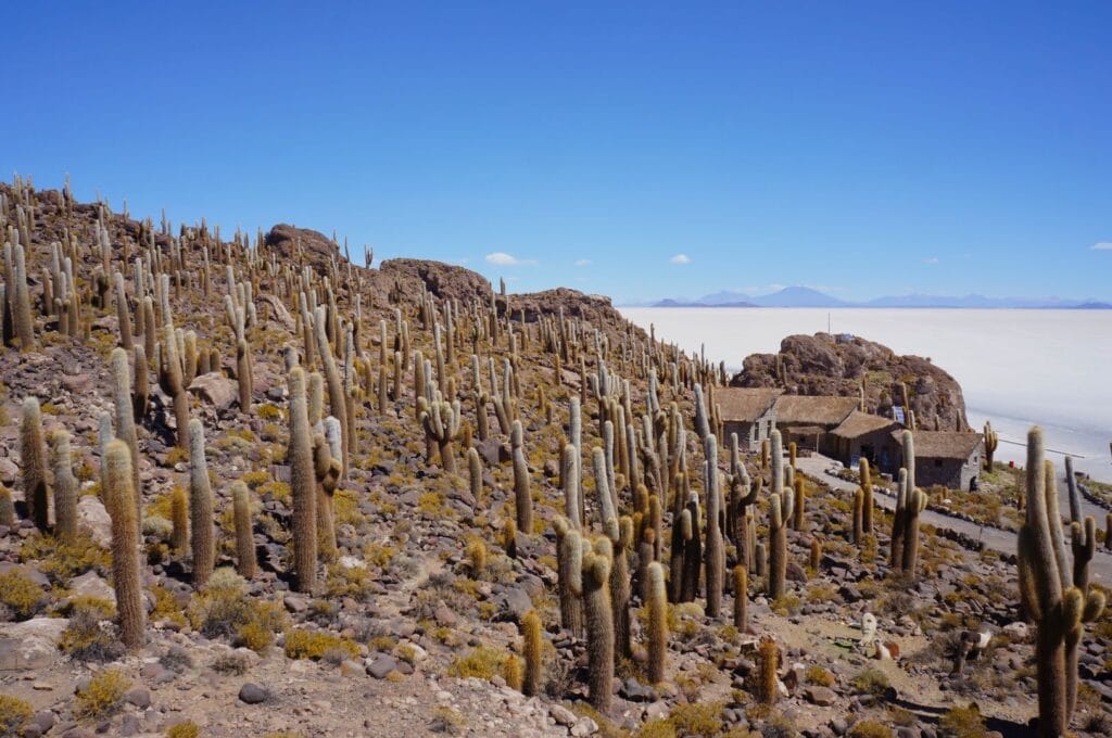Isla Incahuasi ou île des cactus dans le salar de uyuni