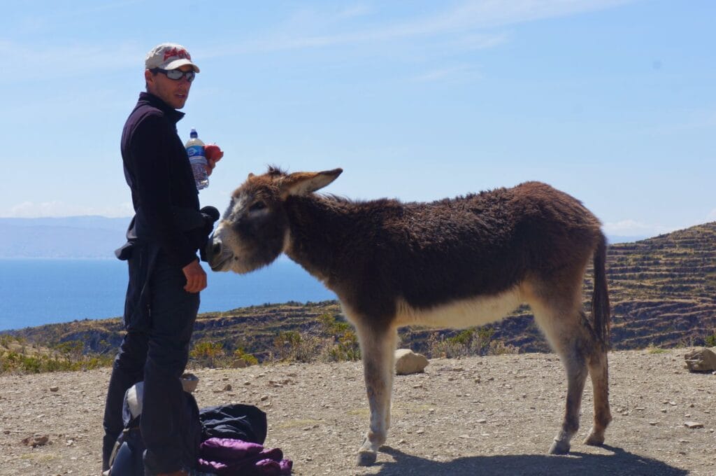 rencontre avec un âne sur l'isla del sol en Bolivie