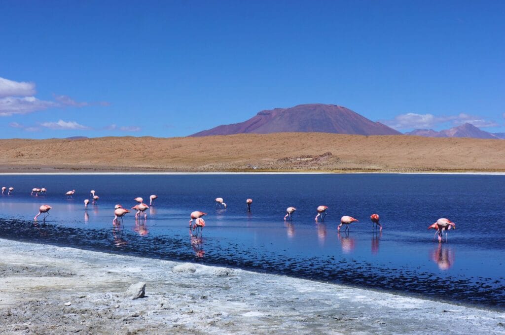 pink flamingos in hedionda lagoon