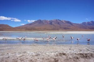 Laguna Hedionda dans le sud lipez