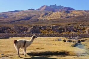 un lama devant le volcan tunupa