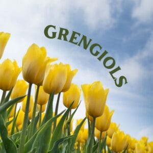 tulipes grengiols
