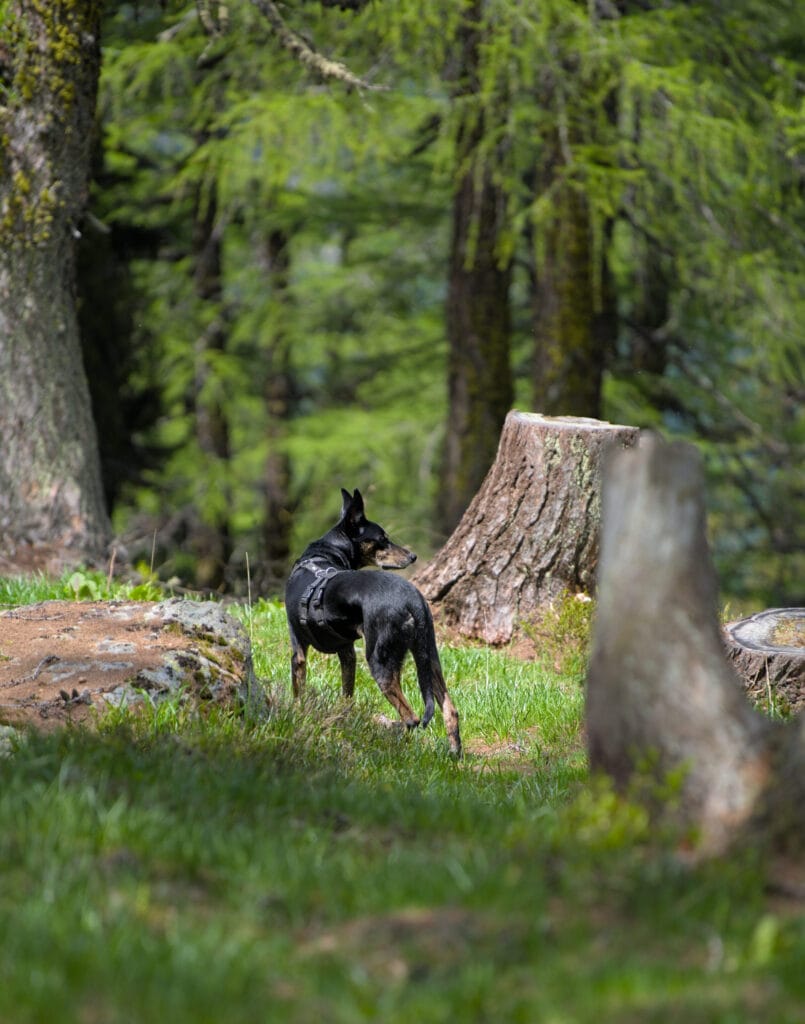 chien espagnol forêt suisse