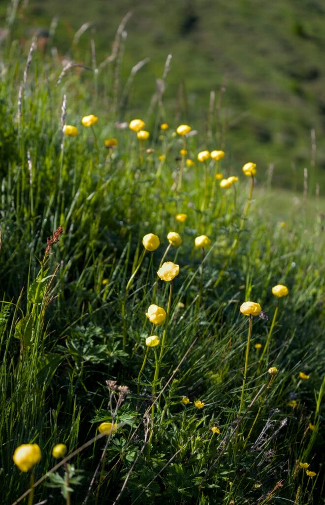 magnifiques fleurs des alpes