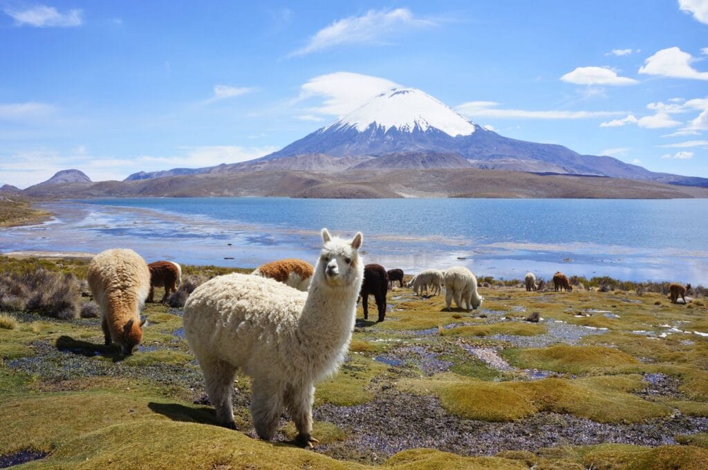 lamas devant le lac Chungara dans le parc national Lauca au Chili
