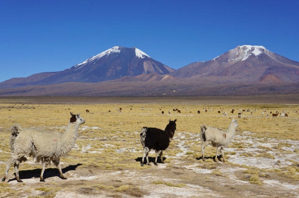 lamas et vigognes devant les volcans Pinacota et Pomerape