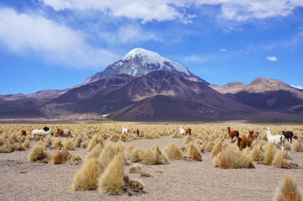alpacas in front of the Nevado Sajama volcano in Bolivia