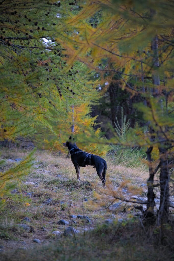 winchy dans les mélèzes