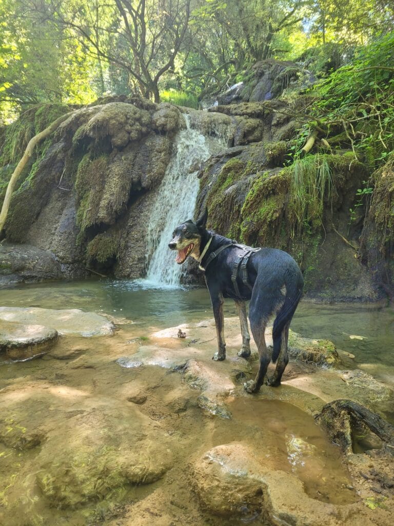 chien cascade