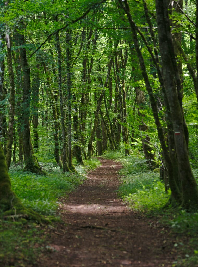 sentier foret arbois