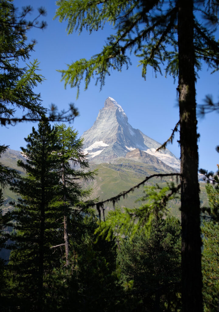 vue du Cervin à travers les mélèzes à Riffelalp