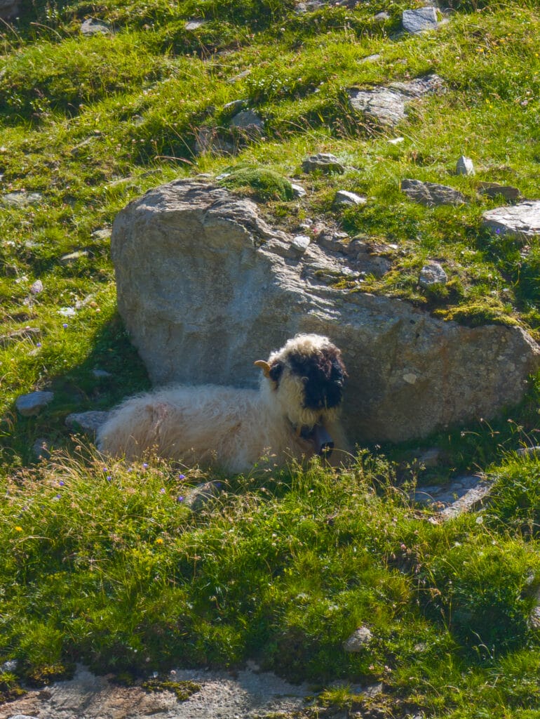 mouton nez noir sur le sentier du bigerhorn