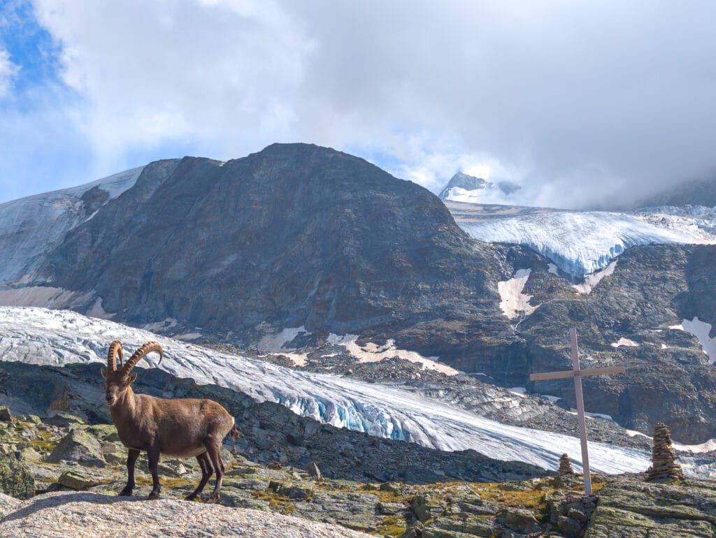 bouquetin devant le glacier de Ried