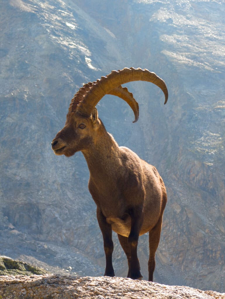 ibex