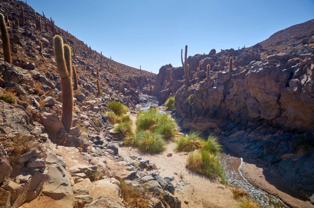 Guatín Canyon and its cacti