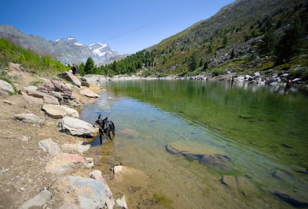 winchy qui se rafraîchit au lac vert