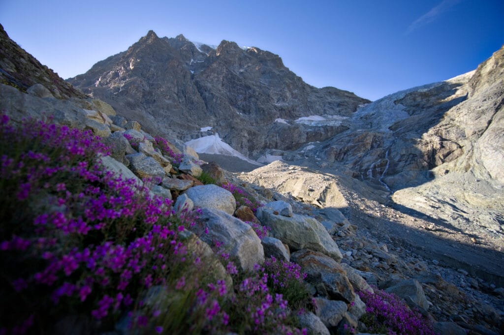 le Mont Collon et le bas glacier d'Arolla