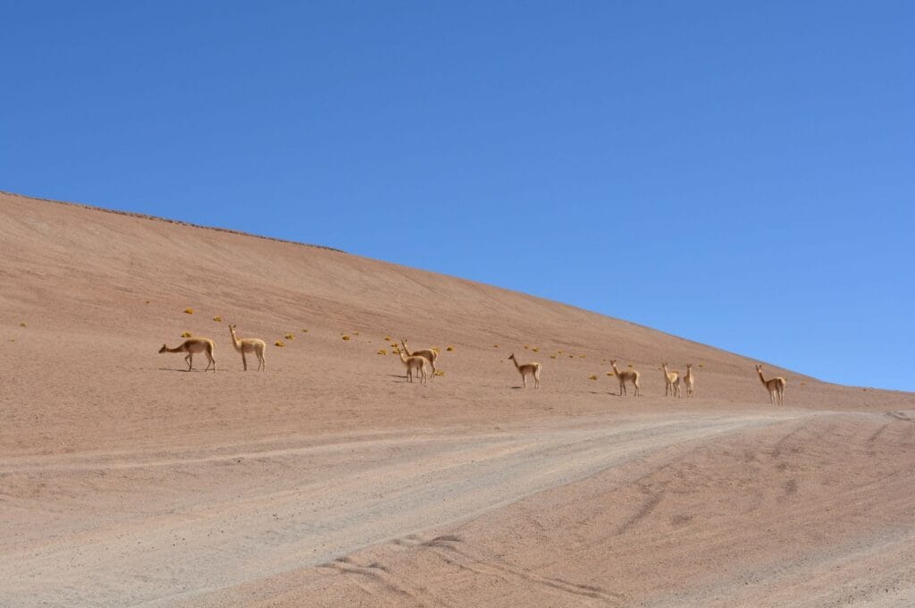 le salar de tara