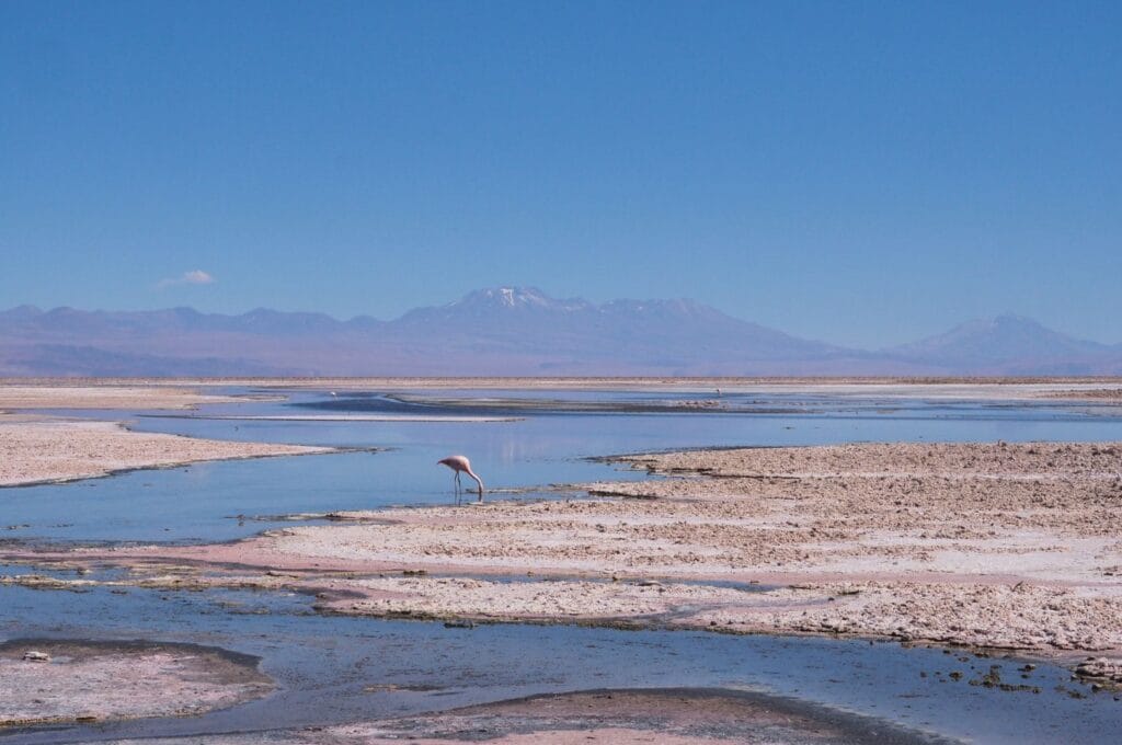 le salar de tara