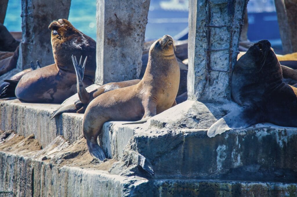 les lions de mer à Valparaiso