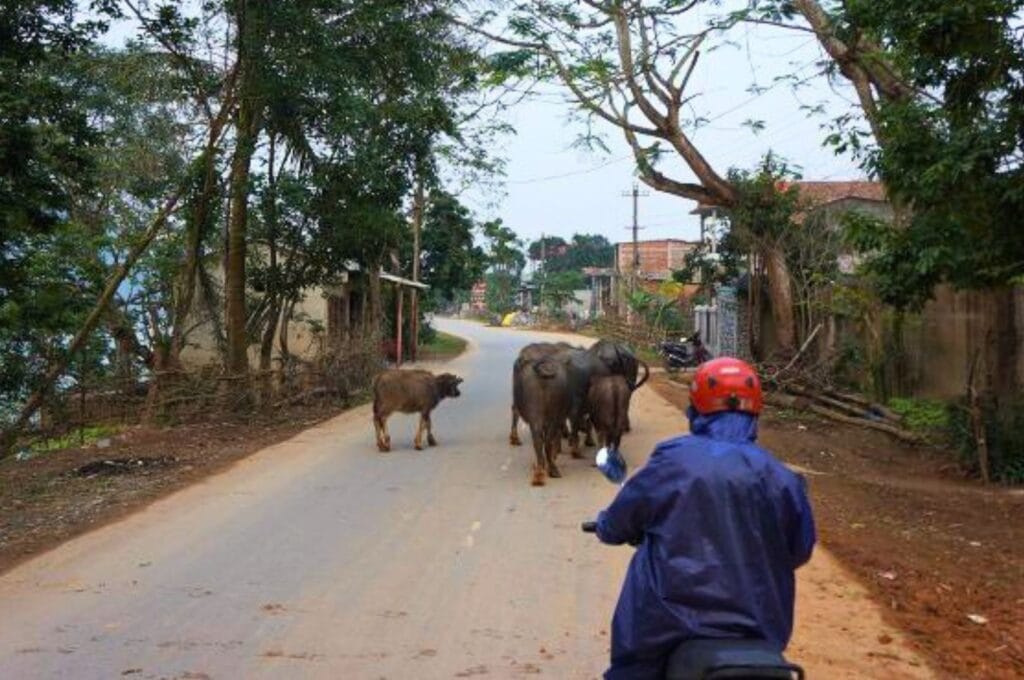 vaches sur la route