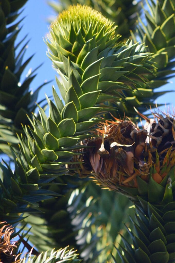 la planta araucaria au chili