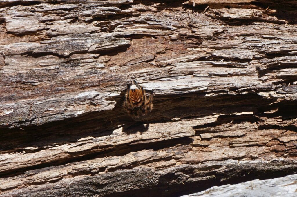 araignée sur le sentier