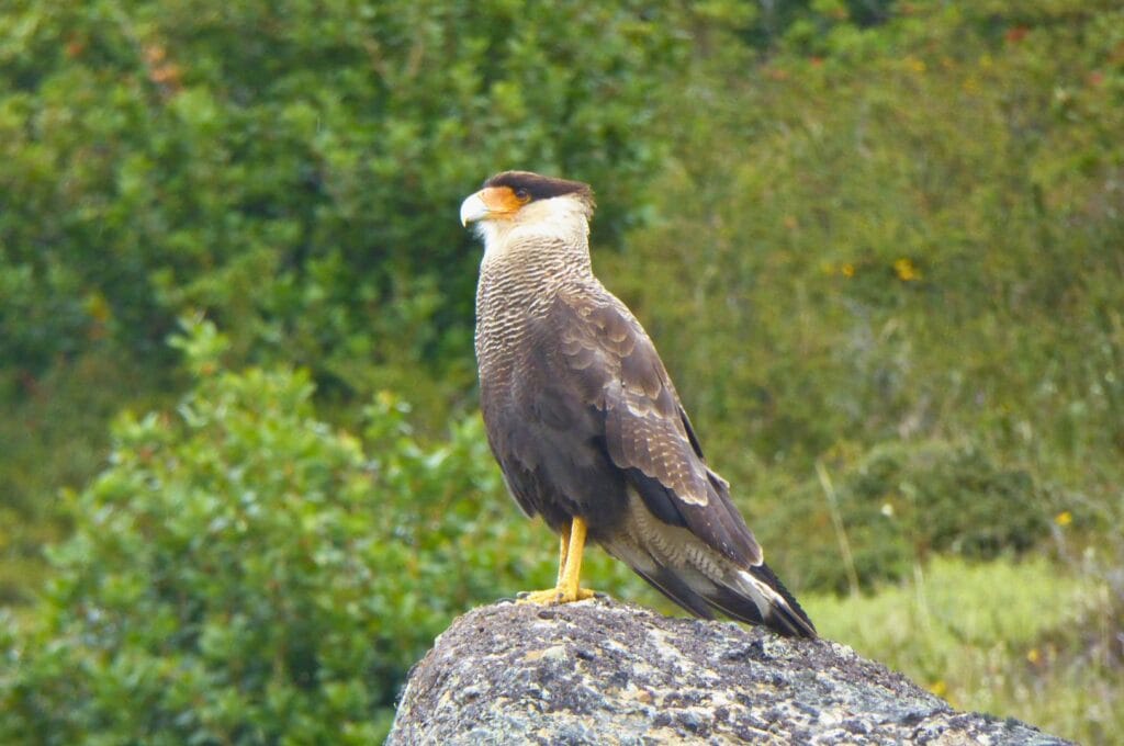 crested caracara in Torres del Paine National Park