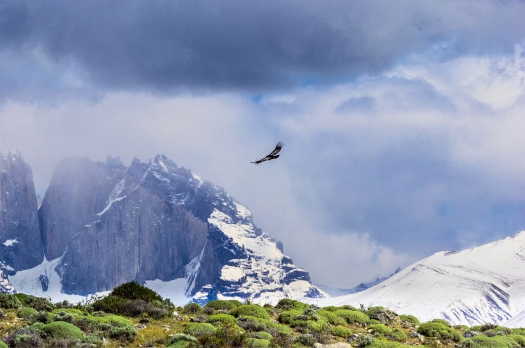 A condor in the sky above the park