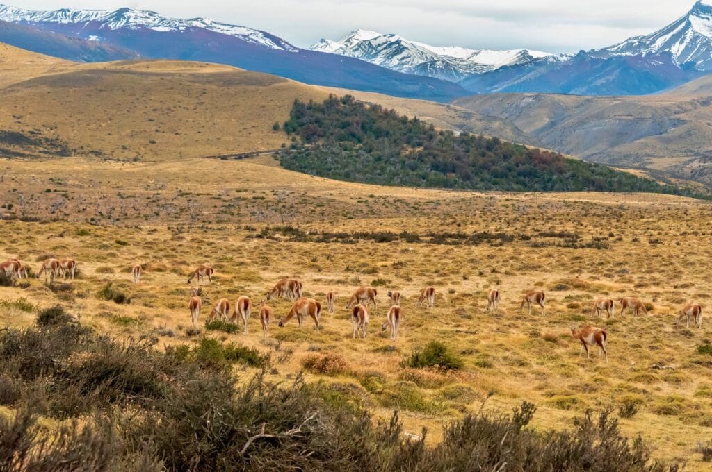 guanacos dans le parc national