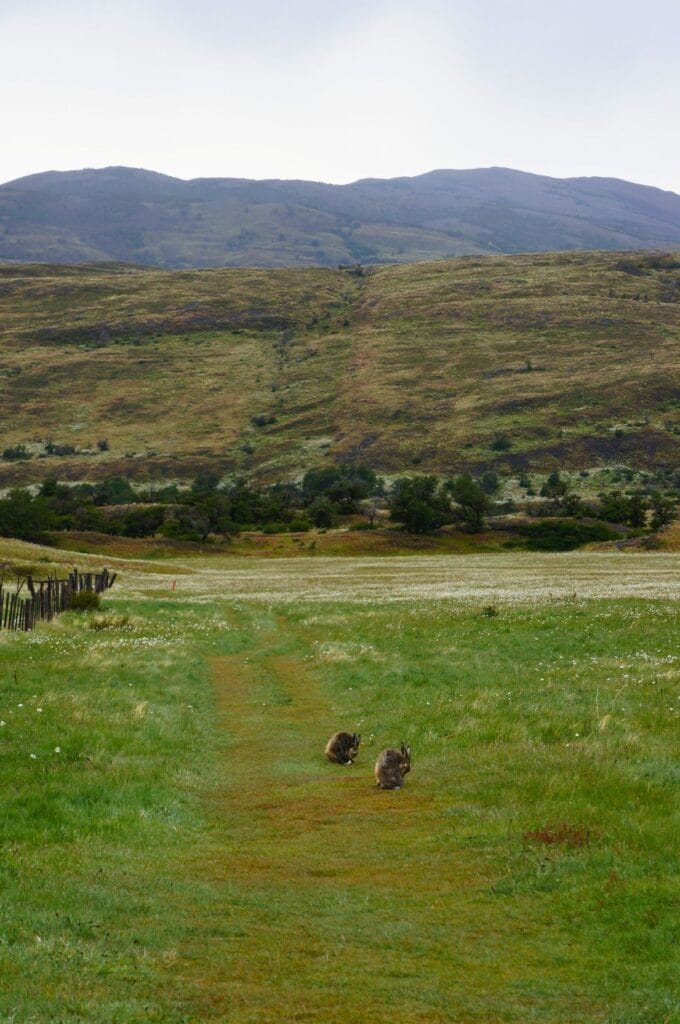 lapins sur le sentier