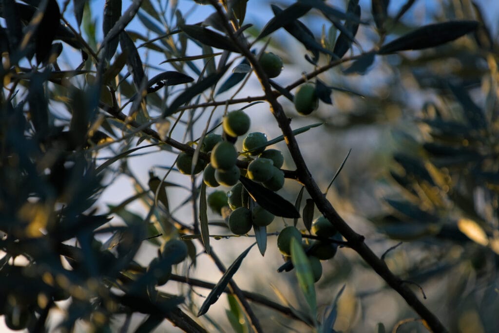 olives