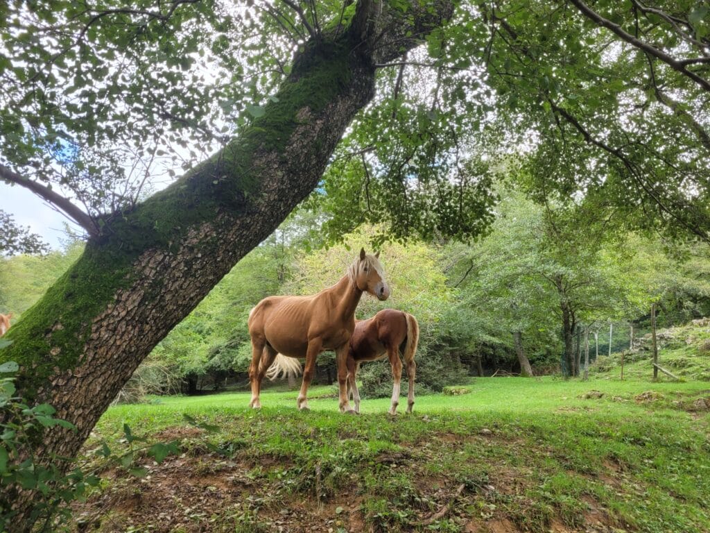 des chevaux sur Alto Matanna