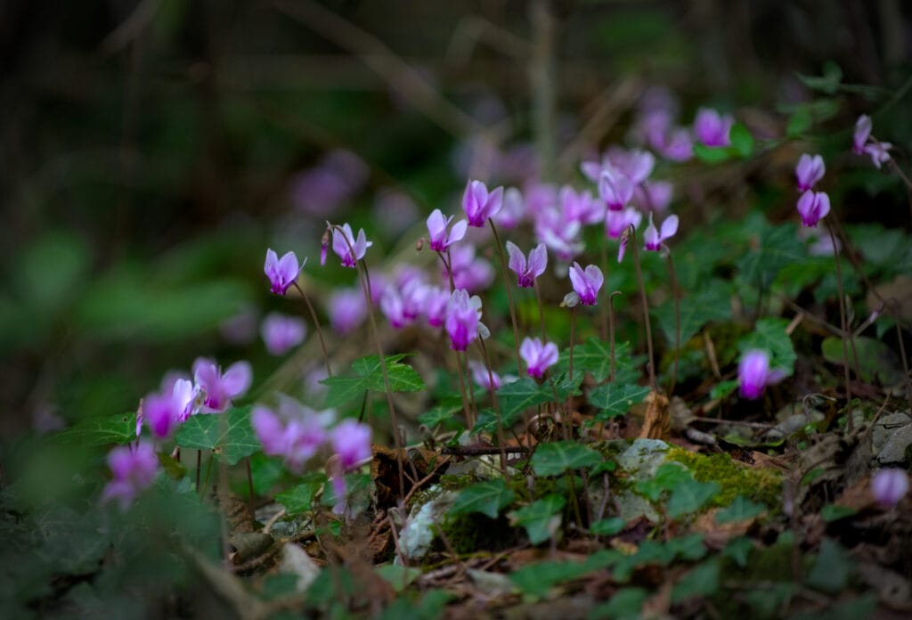 jolies fleurs sur le bord du sentier