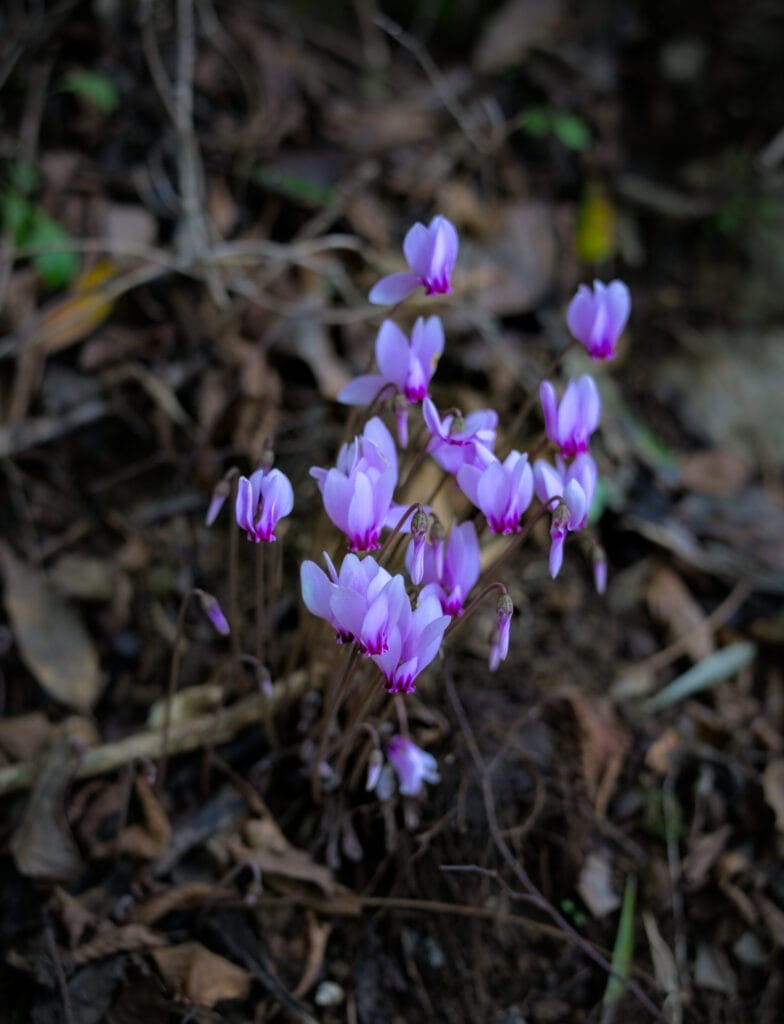 jolies fleurs sur le sentier en descendant de Metato