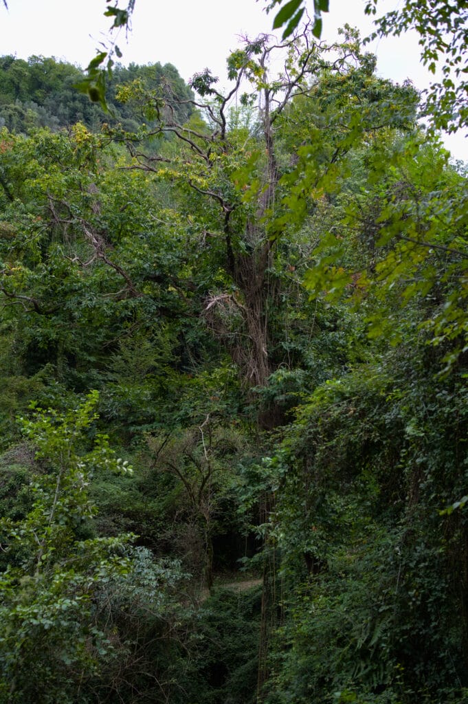 forêt luxuriante de marronnier