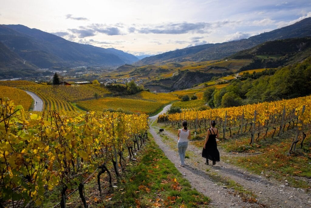 rando dans les vignobles de Salgesh