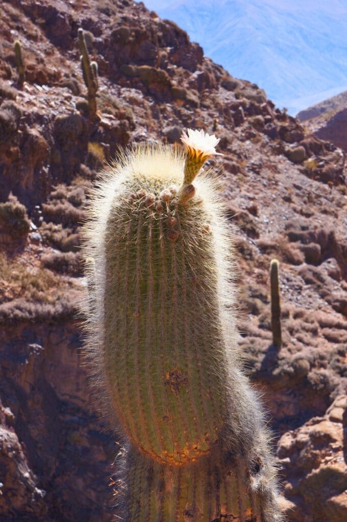 cactus dans la garganta del diablo