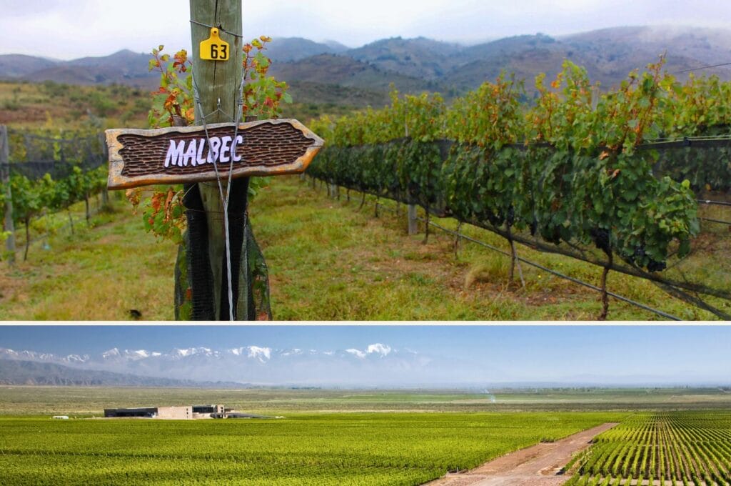 les vignes autour de Mendoza