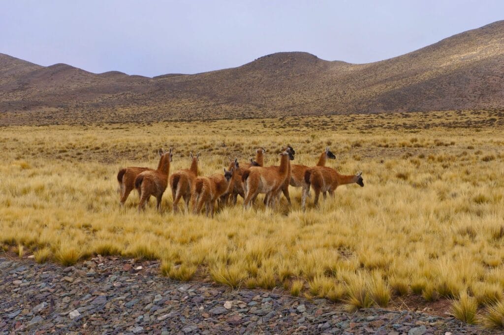 lamas au bord de la route durant un road trip autour de Salta