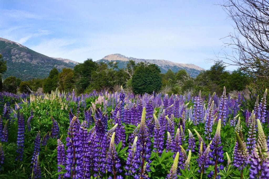 lupins dans les environs de pampa linda