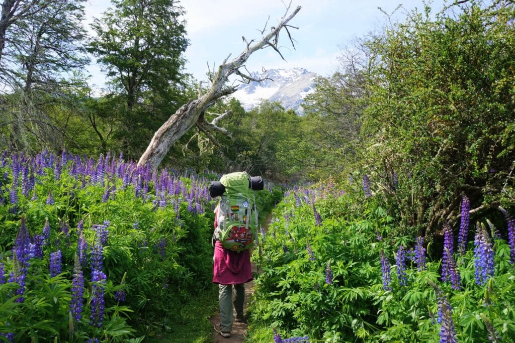 trek dans les lupins face au cerro tronador à pampa linda