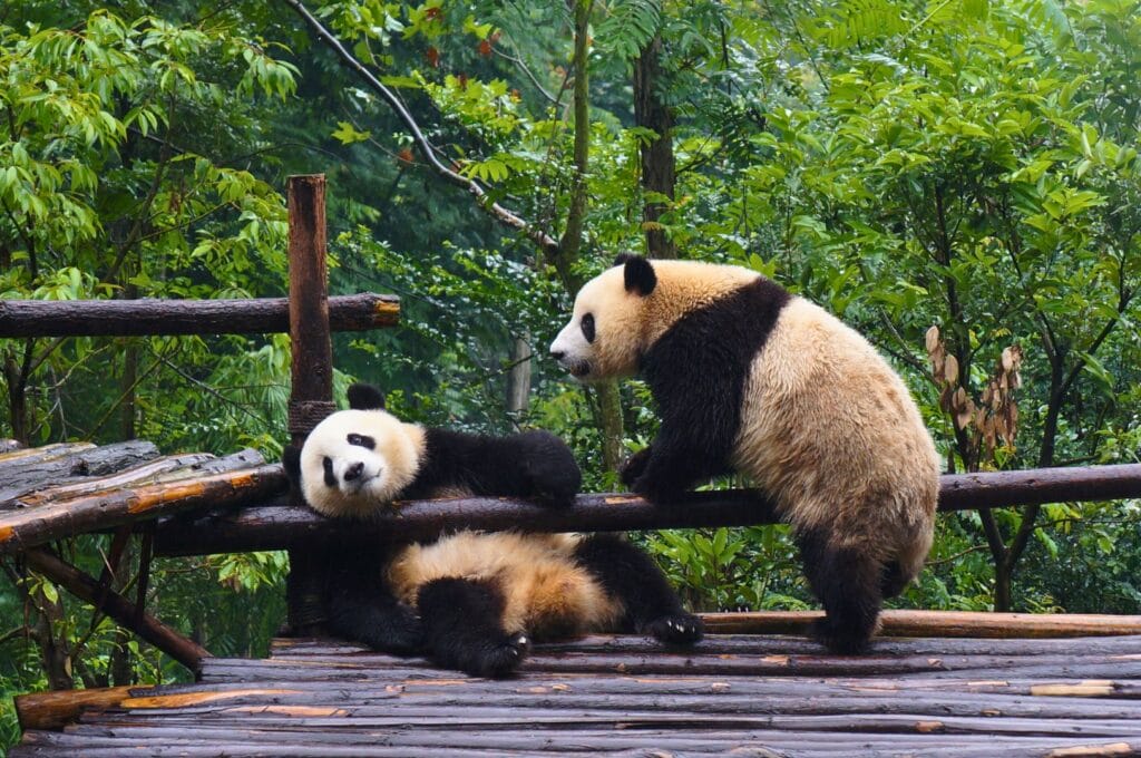 pandas in the Chengdu reserve